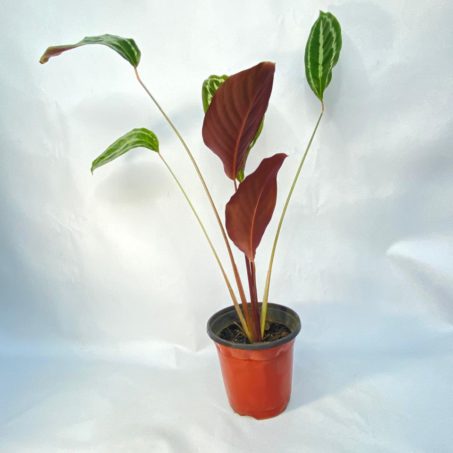 Calatea Medallón