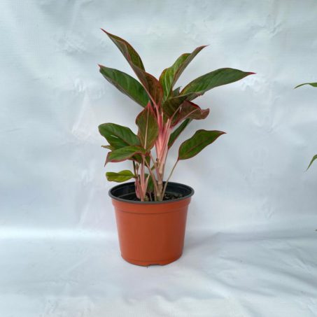 Aglaonema Red