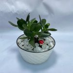 Jade en Pote de Vidrio