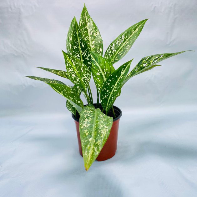 Aglaonema Toms