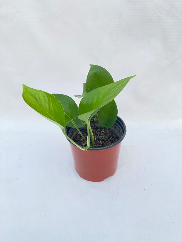 Pothos Verde