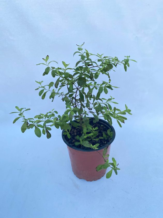 Menta