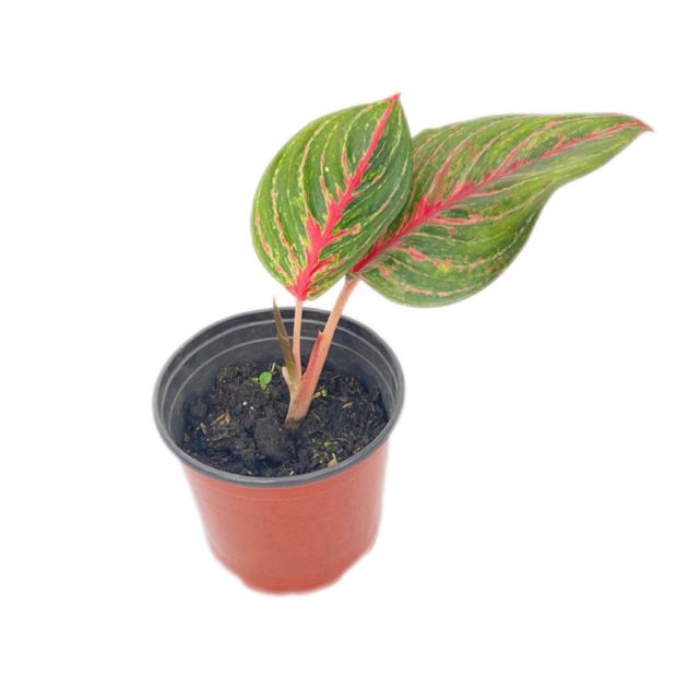 Aglaonema Pink Papaya