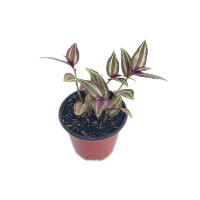 Tradescantia colgante