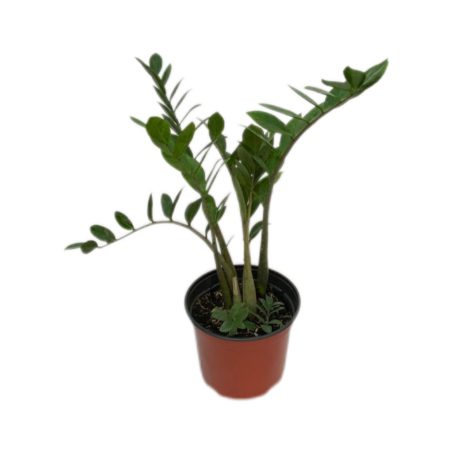 Zamhioculca Verde