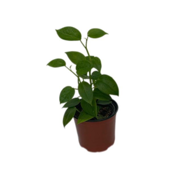 Peperonia Serpenti