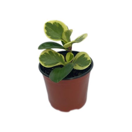 Peperonia Variegada