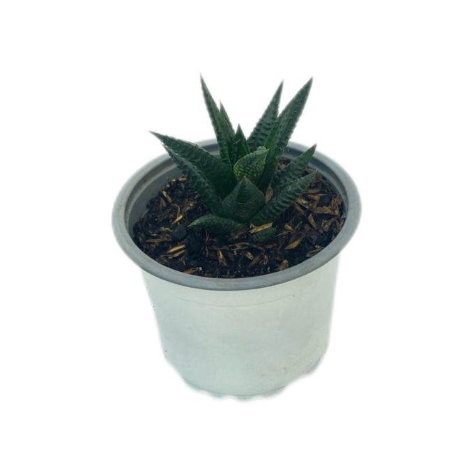 Suculenta Haworthia