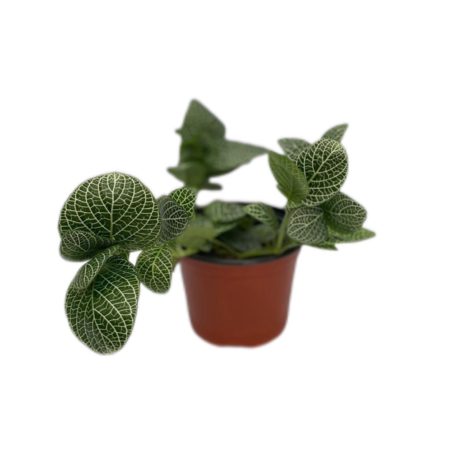 Fitonia Verde