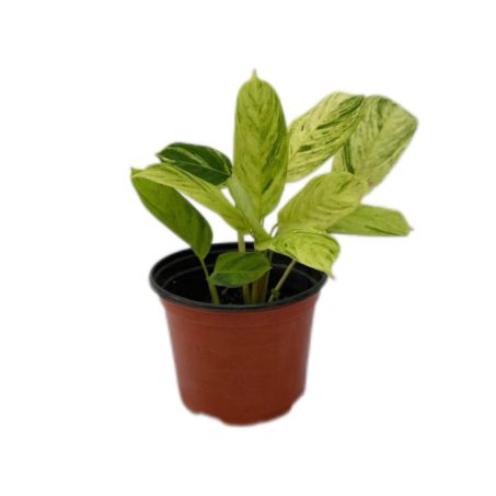 Calathea Pilosa