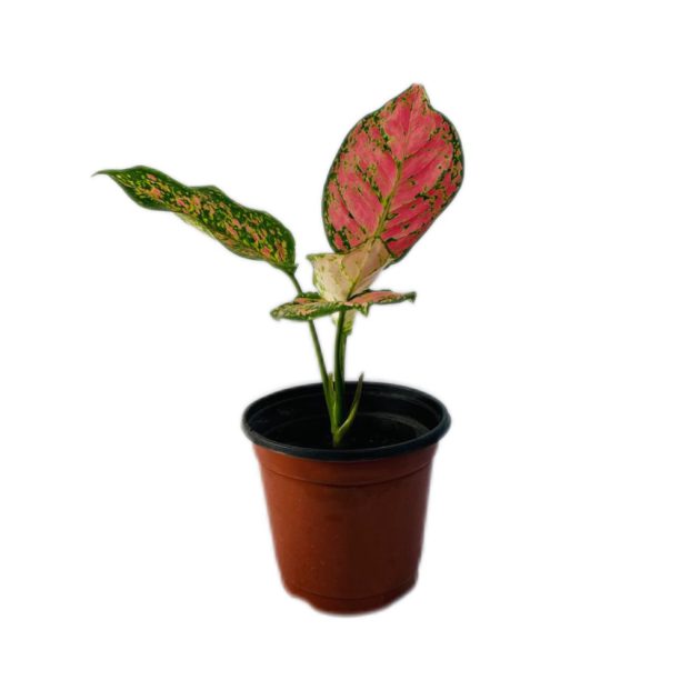 Aglaonema Cherry