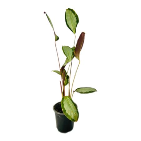 Calathea Picturata