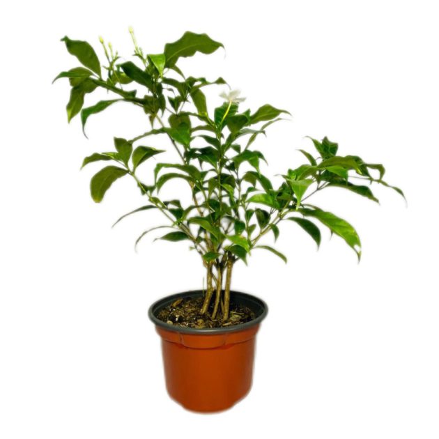Jazmín de flor blanca