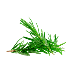 Plantas Medicinales
