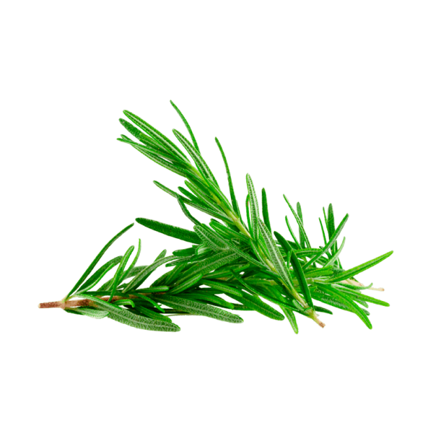 Plantas Medicinales